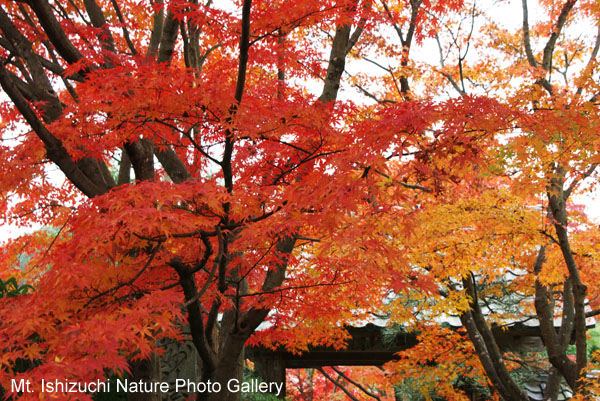 kyoto (099)